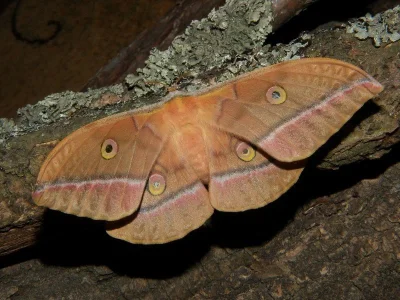 Antheraea (Antheraea) yamamai