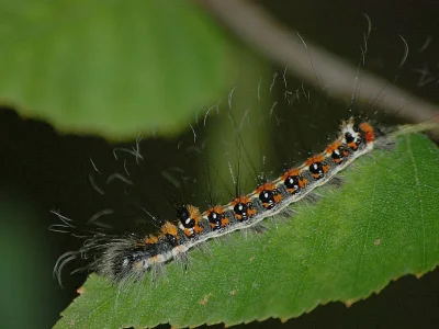 Acronicta (Triaena) tridens