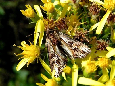Actinotia polyodon