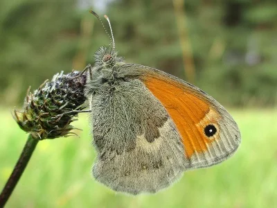 Coenonympha pamphilus