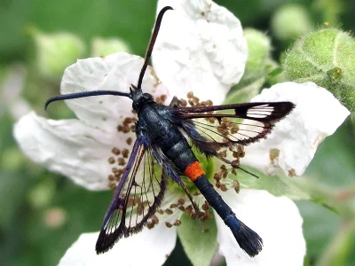 Synanthedon myopaeformis