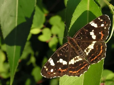 Araschnia levana