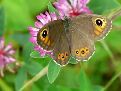 Lasiommata maera