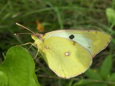 Colias hyale