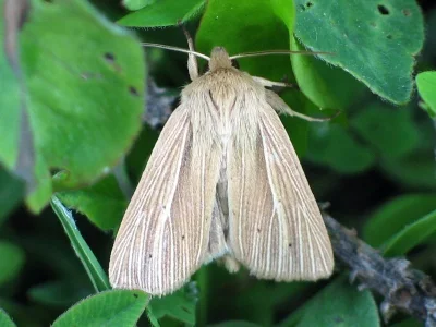 Mythimna (Mythimna) impura