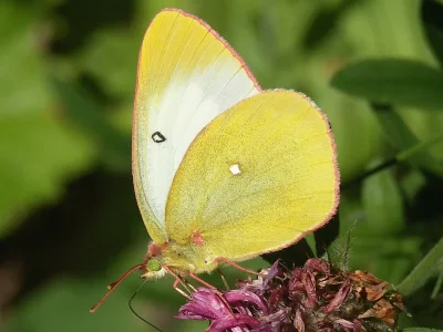 Colias palaeno