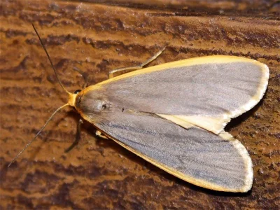 Eilema (Agenjoa) lurideola