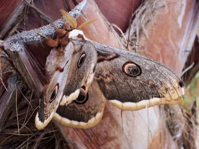 Saturnia (Saturnia) pyri