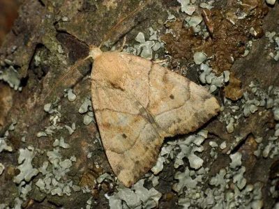 Cosmia (Calymnia) trapezina