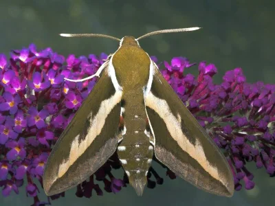 Hyles gallii