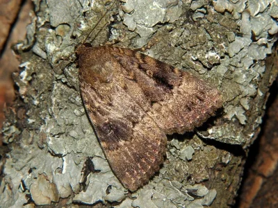 Amphipyra (Amphipyra) pyramidea