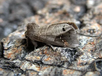 Clostera anachoreta