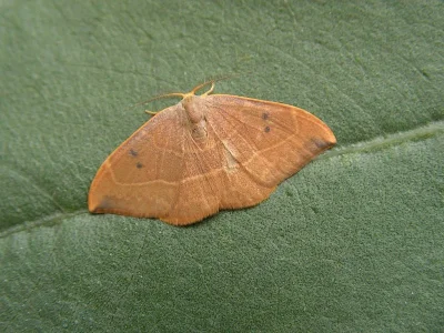 Watsonalla binaria