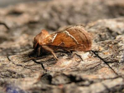 Triodia sylvina