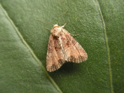 Mesoligia furuncula