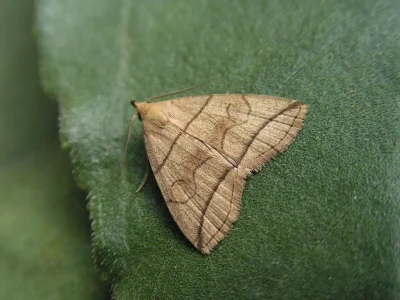 Herminia grisealis