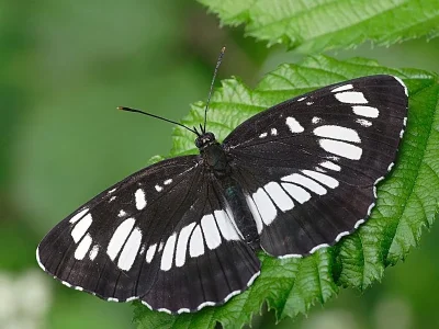 Neptis rivularis