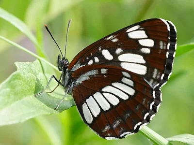 Neptis rivularis