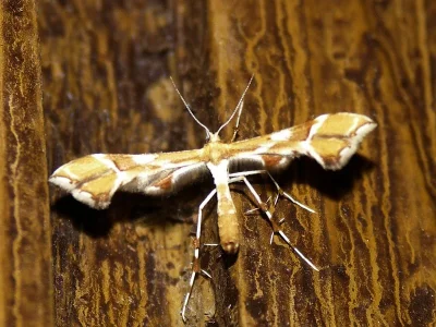 Cnaemidophorus rhododactyla