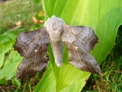 Laothoe populi