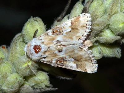 Eremobia ochroleuca