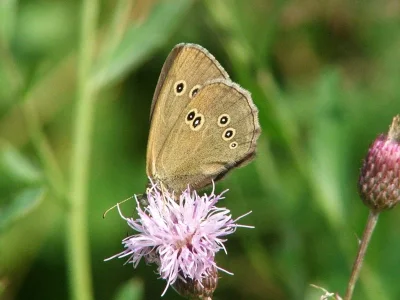 Aphantopus hyperantus