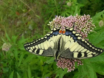 Papilio (Papilio) machaon
