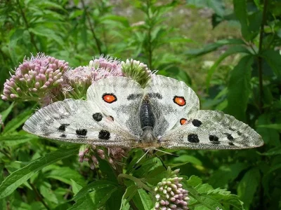 Parnassius (Parnassius) apollo