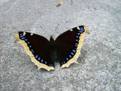 Nymphalis (Nymphalis) antiopa
