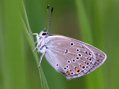 Polyommatus (Plebicula) amandus