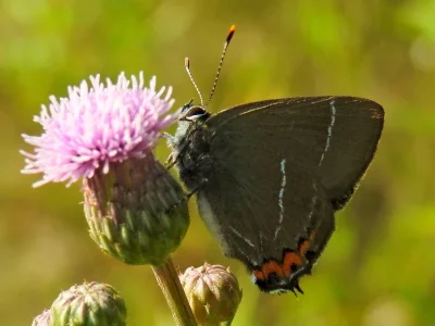 Satyrium (Strymonidia) w-album