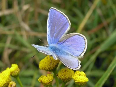 Polyommatus (Polyommatus) icarus