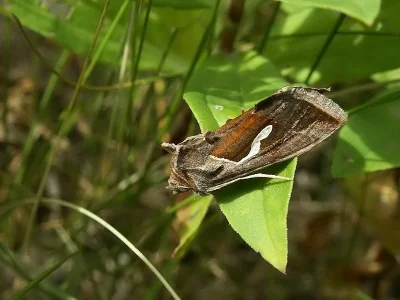 Macdunnoughia (Macdunnoughia) confusa