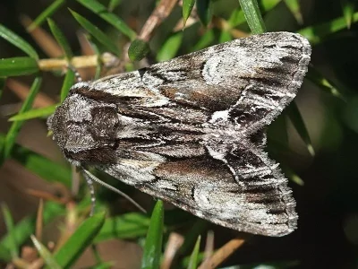 Hyppa rectilinea