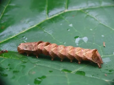 Melanchra persicariae
