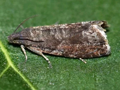 Grapholita (Aspila) funebrana