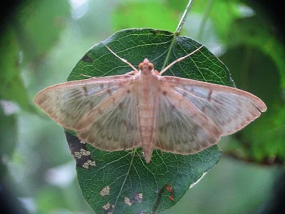 Patania ruralis