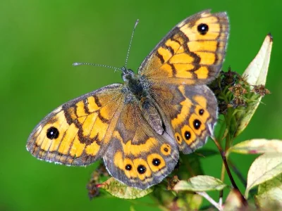 Lasiommata megera
