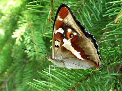 Apatura iris