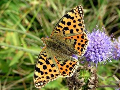 Issoria lathonia