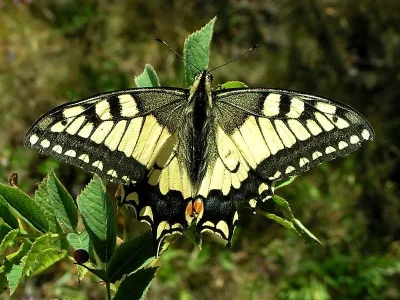 Papilio (Papilio) machaon