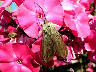 Cucullia lucifuga