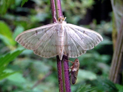 Patania ruralis