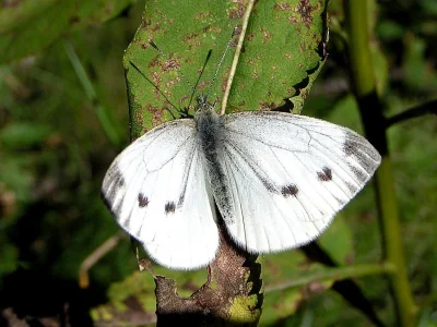 Pieris (Artogeia) napi