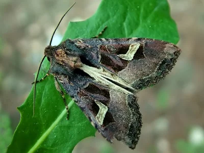 Trigonophora (Trigonophora) flammea