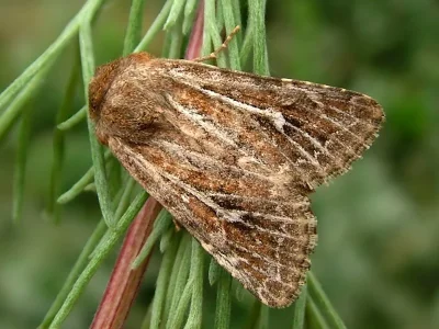 Conisania (Conisania) leineri