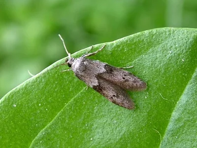 Blastobasis glandulella