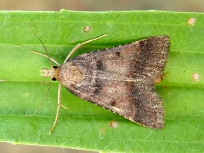 Stemmatophora brunnealis