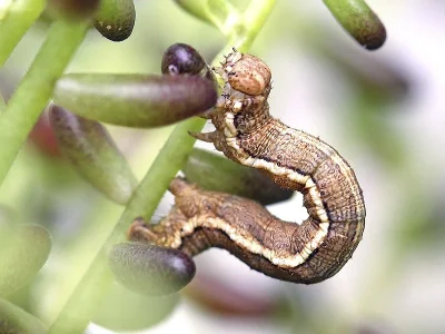 Charissa (Costignophos) italohelveticus