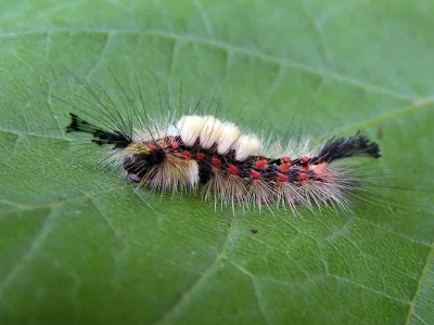 Orgyia (Orgyia) antiqua